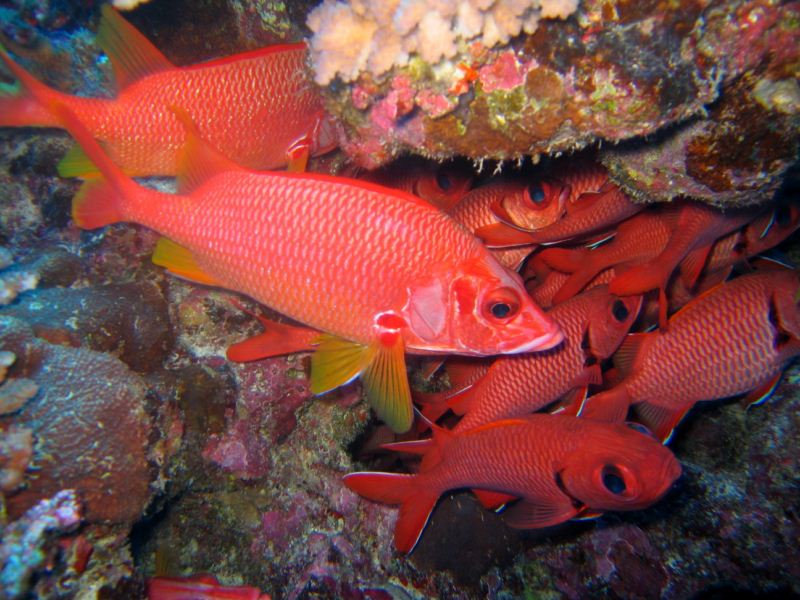 Sincap Balığı, Sargocentron Spiniferum.