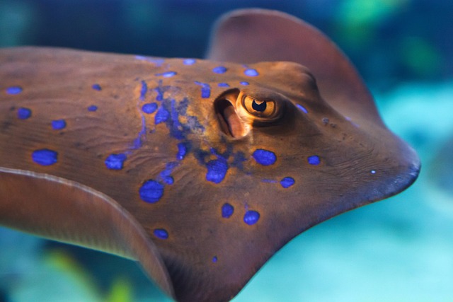 Mavi Benekli Vatoz Hakkında Bilmeniz Gerekenler. ( Blue Spotted Stingray )