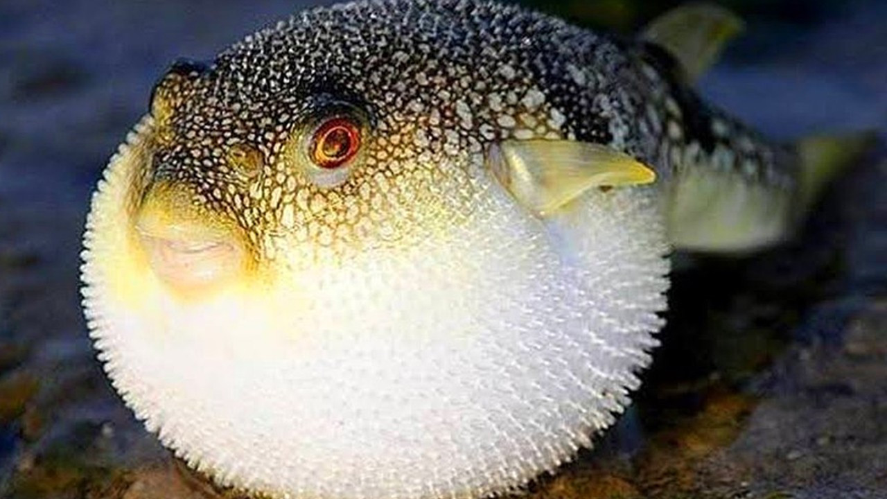 Dünya'nın En Zehirli Hayvanlarından Biri,Maskeli Balon Balığı. (Masked Pufferfish)