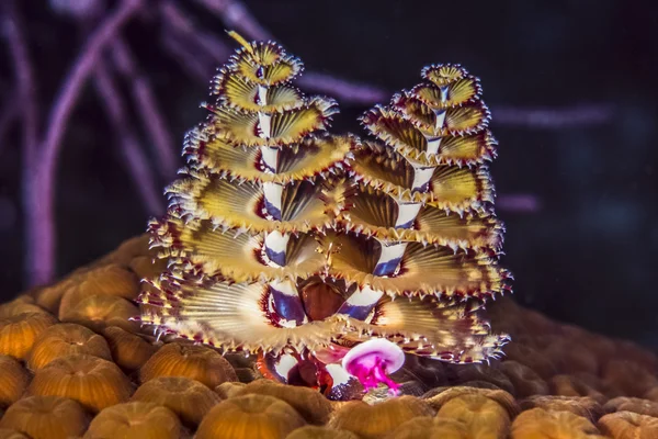 Noel Ağacı Solucanları Hakkında 9 İlginç Bilgi .(Christmas Tree Worms)