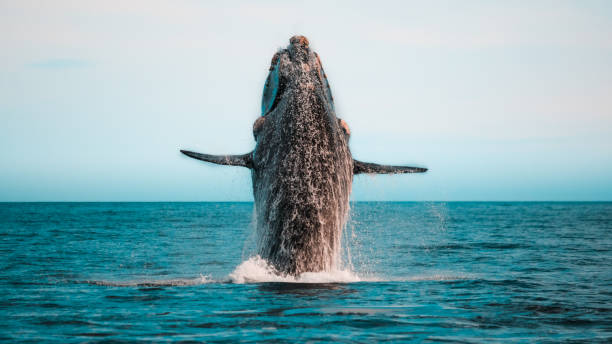 Güney Gerçek Balinası-Southern Right Whales