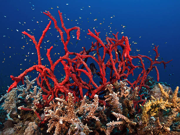 Zehirli Mercanlar: Ateş Mercanları